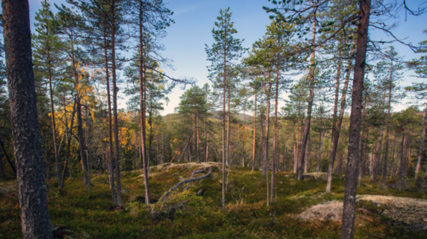 Officiell statistik om den svenska skogen