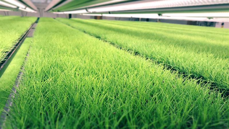 Almi Invest investerar i Plantvation som gör skogsodlingen hållbar