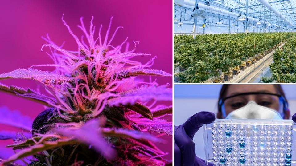 Stora möjligheter på en global, expansiv marknad för medicinsk cannabis