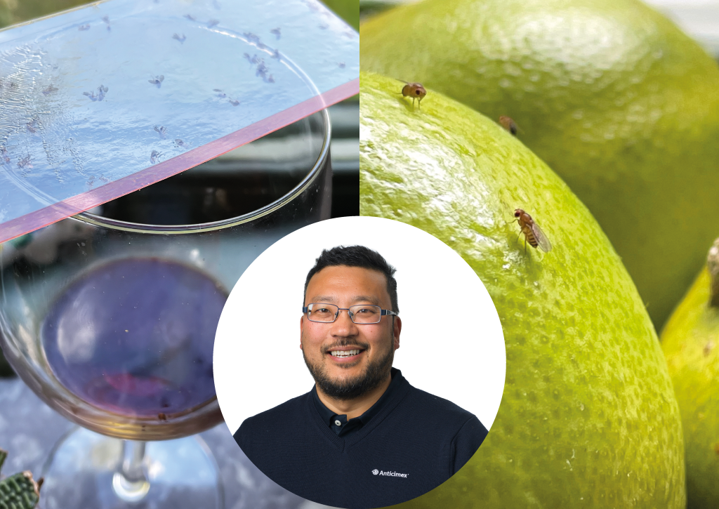 Anticimex ger sina bästa tips för att bli av med bananflugor